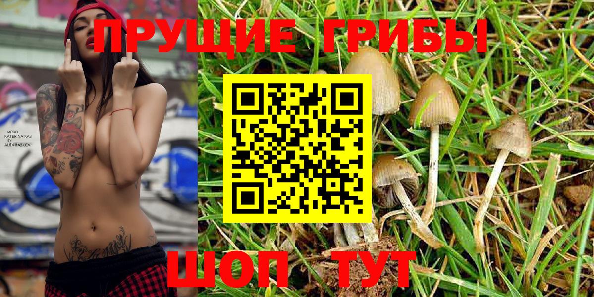 Галлюциногенные грибы Cubensis Тихорецк